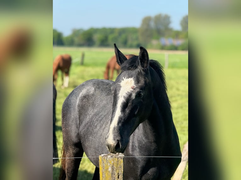Koń westfalski Wałach 2 lat 163 cm Siwa in Ennigerloh
