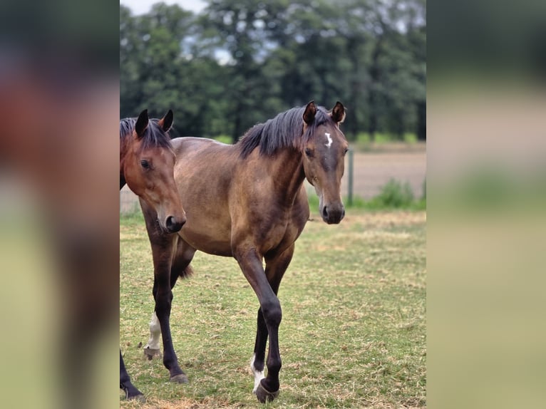 Koń westfalski Wałach 2 lat 165 cm Ciemnogniada in Dorsten