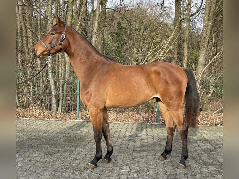 Koń westfalski Wałach 2 lat 167 cm Gniada in Verl