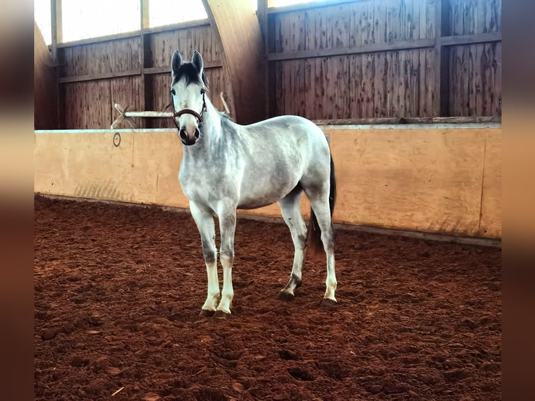 Koń westfalski Wałach 2 lat 167 cm Siwa in Frankenberg (Eder)