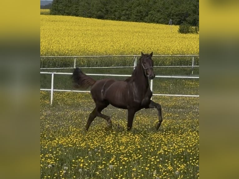 Koń westfalski Wałach 2 lat 168 cm Ciemnokasztanowata in Überherrn