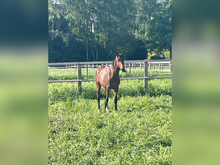 Koń westfalski Wałach 2 lat 168 cm Gniada in Dortmund