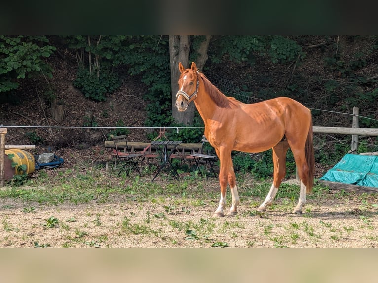 Koń westfalski Wałach 2 lat 174 cm Kasztanowata in Pfaffenhofen an der Ilm