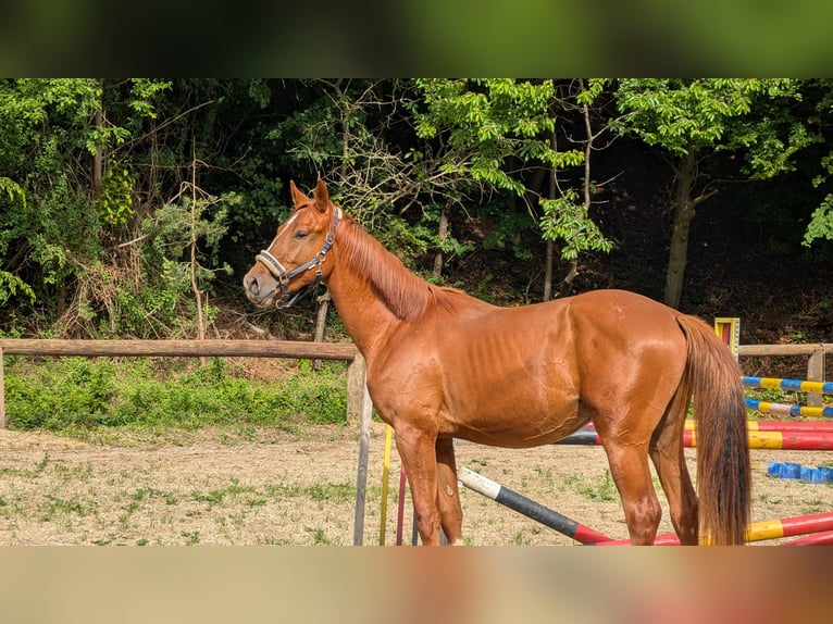 Koń westfalski Wałach 2 lat 174 cm Kasztanowata in Pfaffenhofen an der Ilm