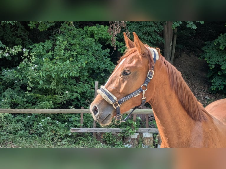 Koń westfalski Wałach 2 lat 174 cm Kasztanowata in Pfaffenhofen an der Ilm