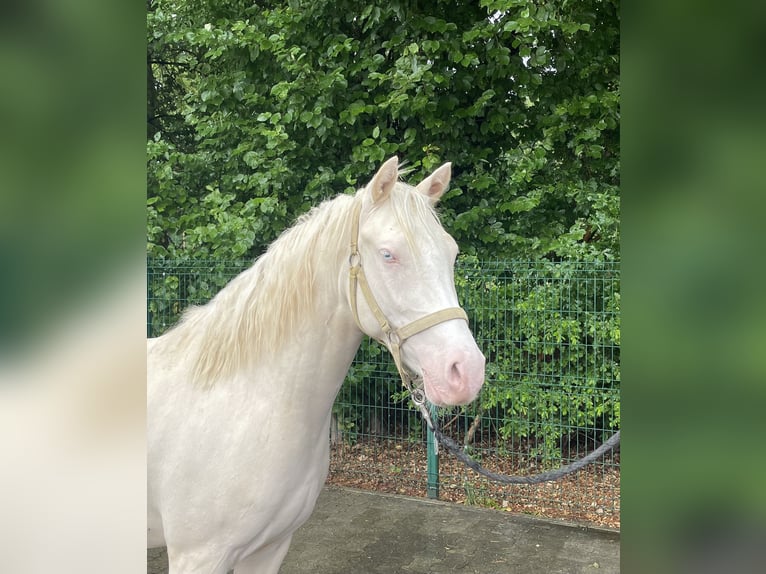 Koń westfalski Wałach 3 lat 143 cm Cremello in Verl