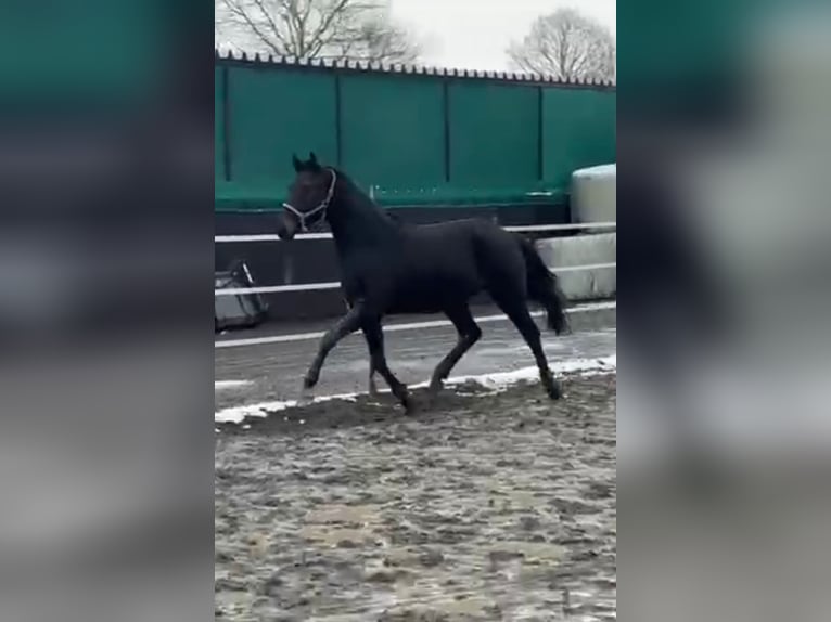 Koń westfalski Wałach 3 lat 160 cm Skarogniada in Elsoff