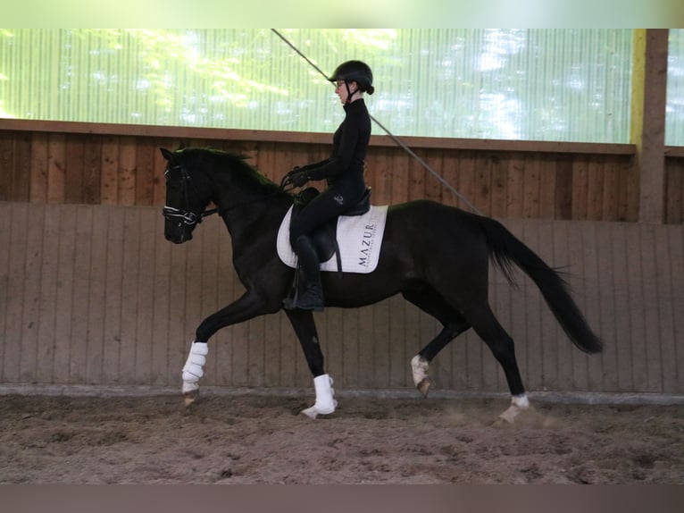 Koń westfalski Wałach 3 lat 161 cm Kara in Fürstenau