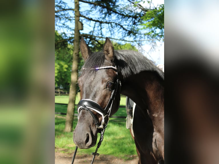 Koń westfalski Wałach 3 lat 161 cm Kara in Fürstenau