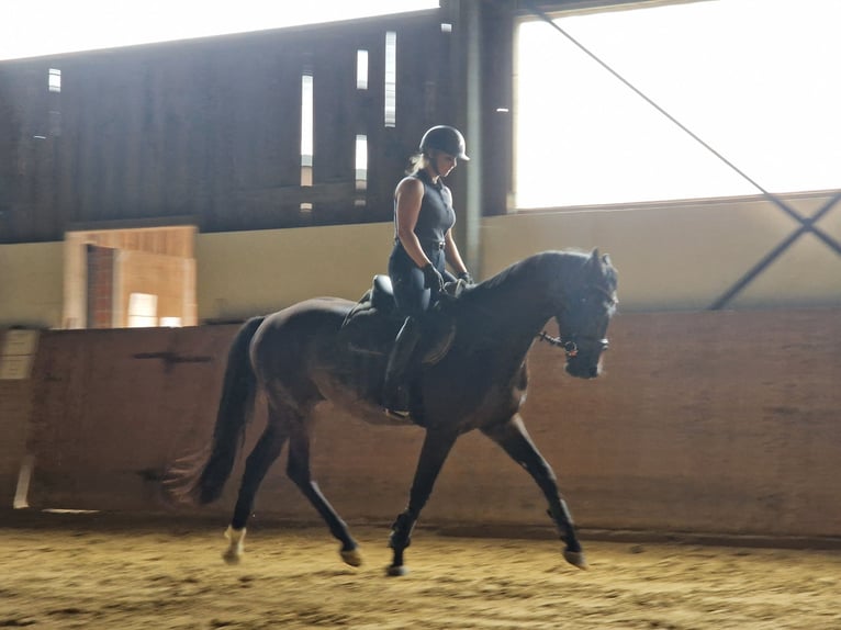 Koń westfalski Wałach 3 lat 162 cm Ciemnogniada in Dortmund