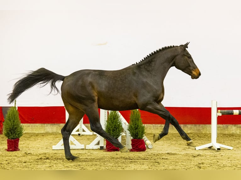 Koń westfalski Wałach 3 lat 162 cm Ciemnogniada in Waddinxveen