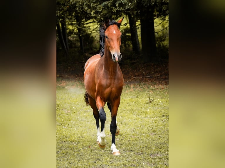 Koń westfalski Wałach 3 lat 163 cm Gniada in Brakel