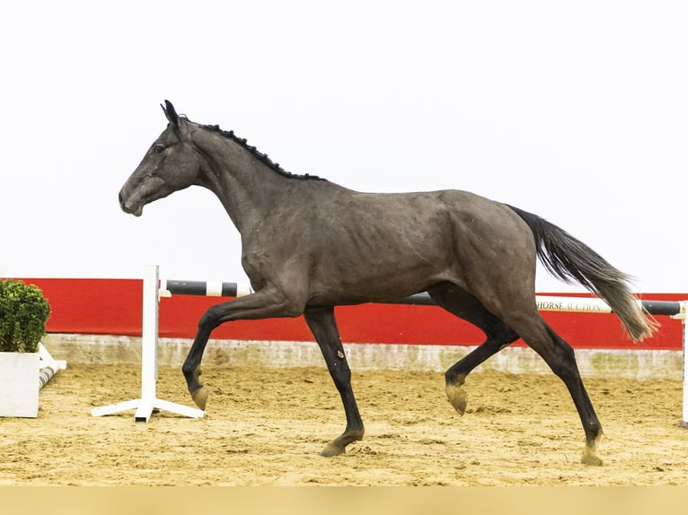 Koń westfalski Wałach 3 lat 163 cm  in Waddinxveen