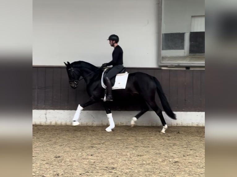 Koń westfalski Wałach 3 lat 163 cm Skarogniada in Duisburg