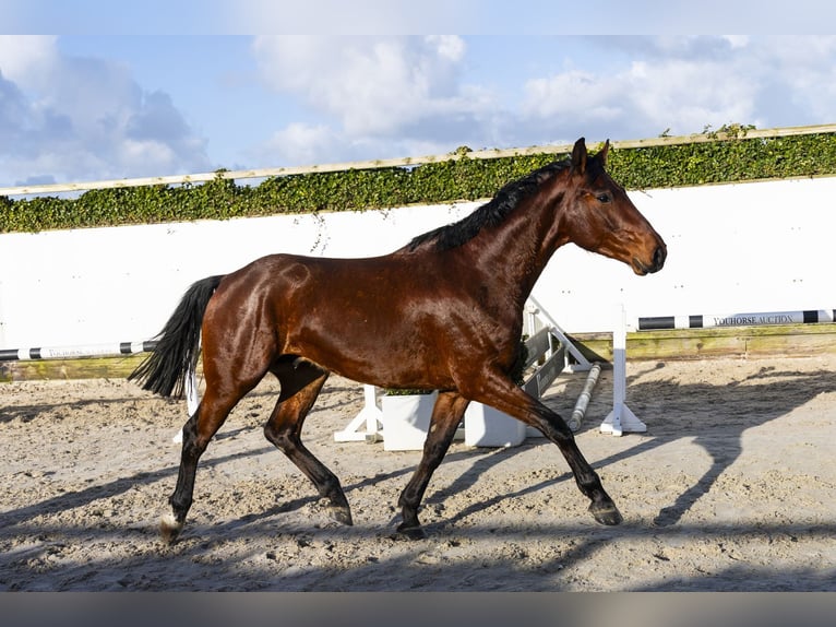 Koń westfalski Wałach 3 lat 164 cm Gniada in Waddinxveen