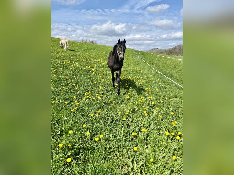 Koń westfalski Wałach 3 lat 165 cm Ciemnogniada in Bad Berleburg