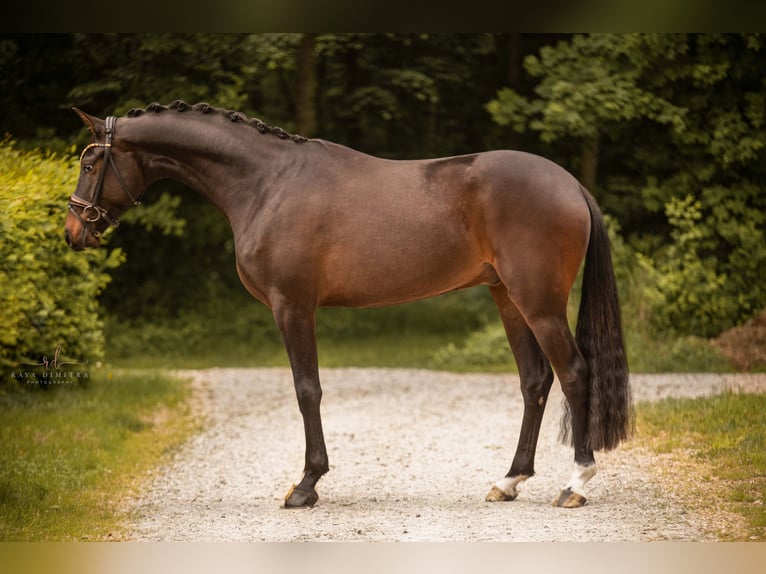 Koń westfalski Wałach 3 lat 165 cm Ciemnogniada in Wehringen