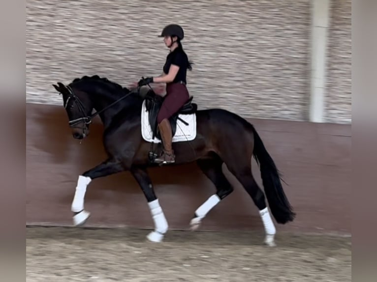 Koń westfalski Wałach 3 lat 165 cm Ciemnogniada in Wehringen
