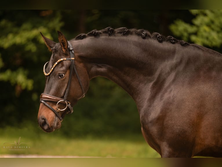 Koń westfalski Wałach 3 lat 165 cm Ciemnogniada in Wehringen