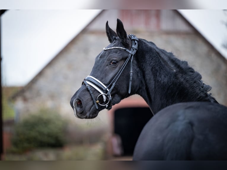 Koń westfalski Wałach 3 lat 165 cm Kara in Bramsche