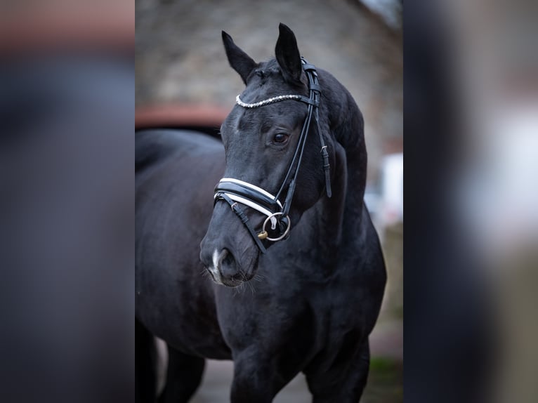 Koń westfalski Wałach 3 lat 165 cm Kara in Bramsche