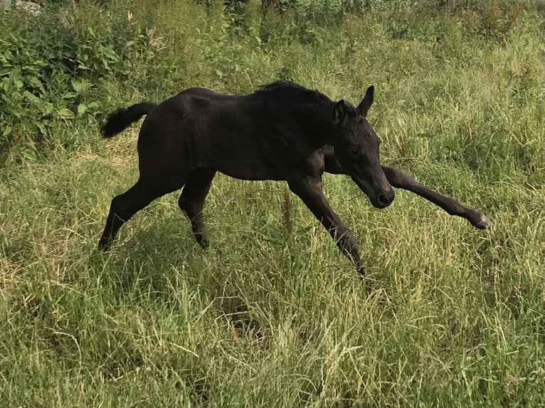 Koń westfalski Wałach 3 lat 165 cm Kara in Lingen