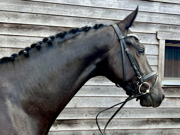 Koń westfalski Wałach 3 lat 165 cm Kara in Lingen