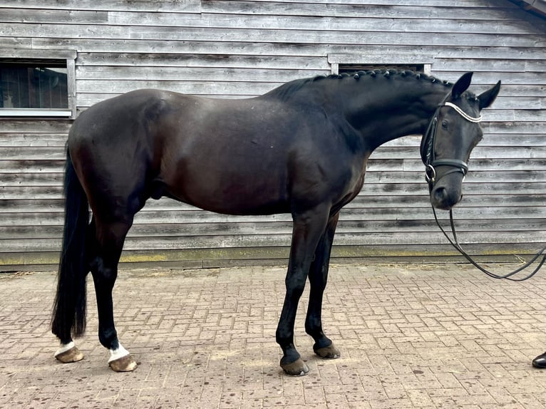 Koń westfalski Wałach 3 lat 165 cm Kara in Lingen