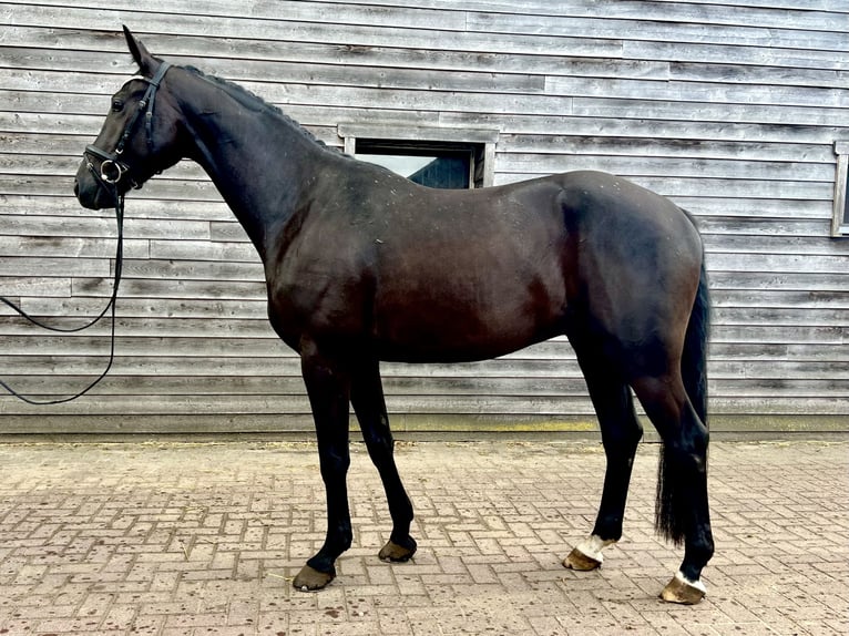 Koń westfalski Wałach 3 lat 165 cm Kara in Lingen