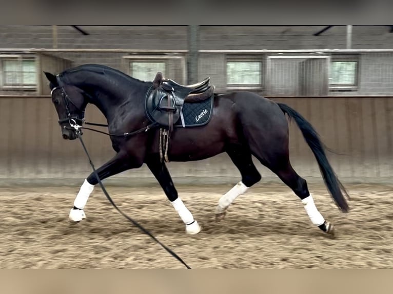 Koń westfalski Wałach 3 lat 165 cm Kara in Lingen
