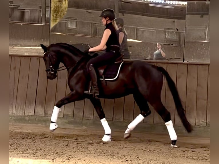 Koń westfalski Wałach 3 lat 165 cm Kara in Lingen