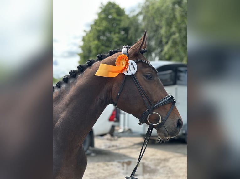 Koń westfalski Wałach 3 lat 166 cm Ciemnogniada in K&#xF6;lln reisiek