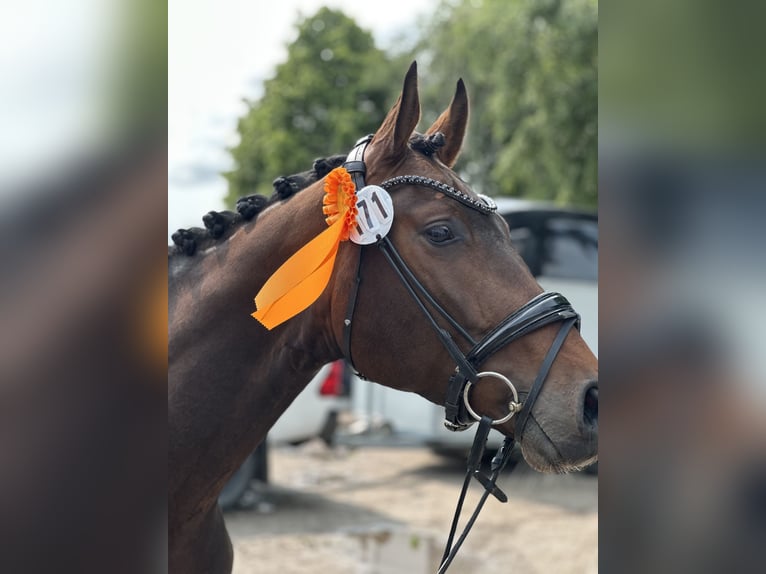 Koń westfalski Wałach 3 lat 166 cm Ciemnogniada in K&#xF6;lln reisiek