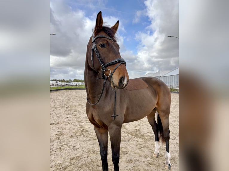 Koń westfalski Mix Wałach 3 lat 167 cm Ciemnogniada in Aalsmeer