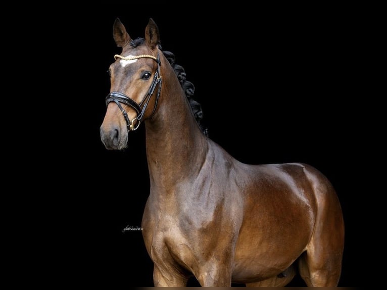 Koń westfalski Wałach 3 lat 167 cm Gniada in Lehrberg