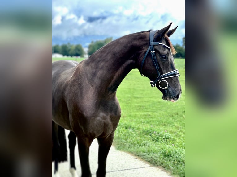 Koń westfalski Wałach 3 lat 167 cm Kara in Luterbach