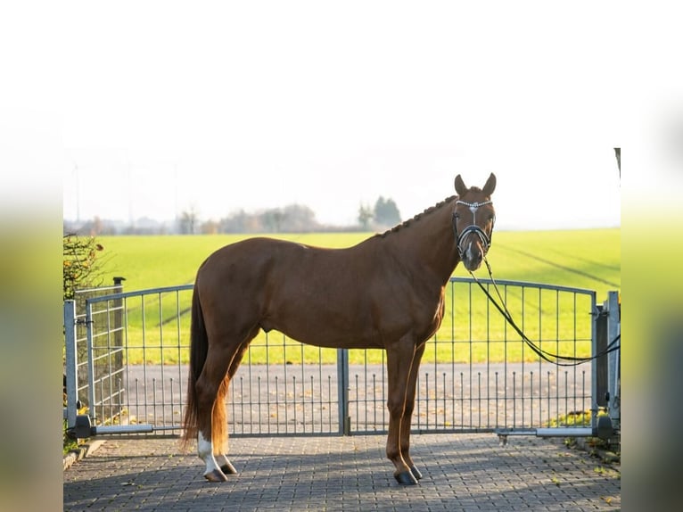 Koń westfalski Wałach 3 lat 167 cm Kasztanowata in Paderborn