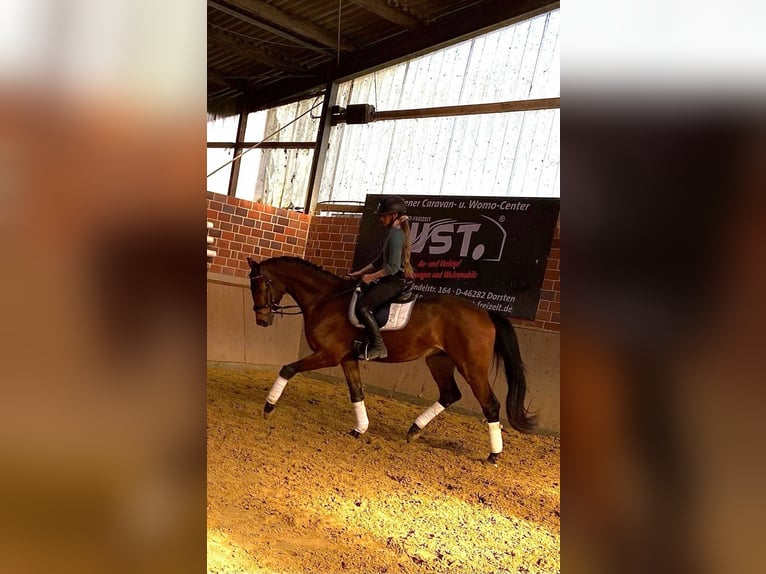 Koń westfalski Wałach 3 lat 167 cm in Dorsten