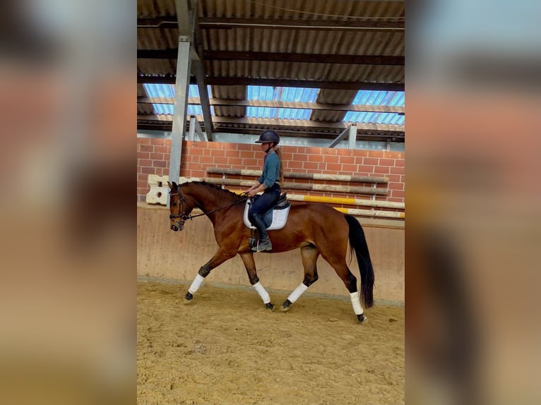 Koń westfalski Wałach 3 lat 167 cm in Dorsten