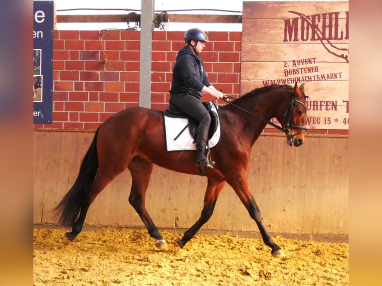 Koń westfalski Wałach 3 lat 167 cm in Dorsten