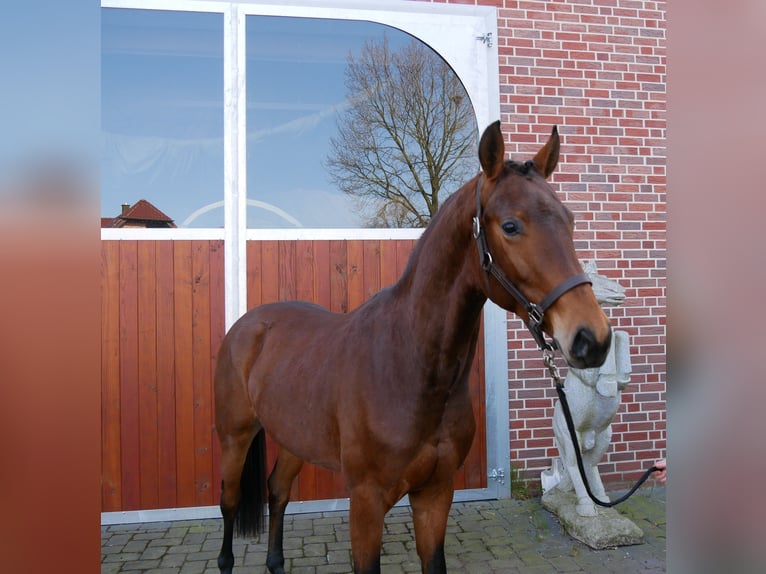 Koń westfalski Wałach 3 lat 167 cm in Dorsten