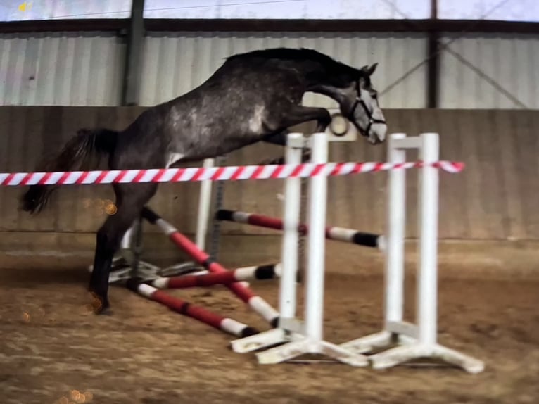 Koń westfalski Wałach 3 lat 167 cm Siwa in Bassum