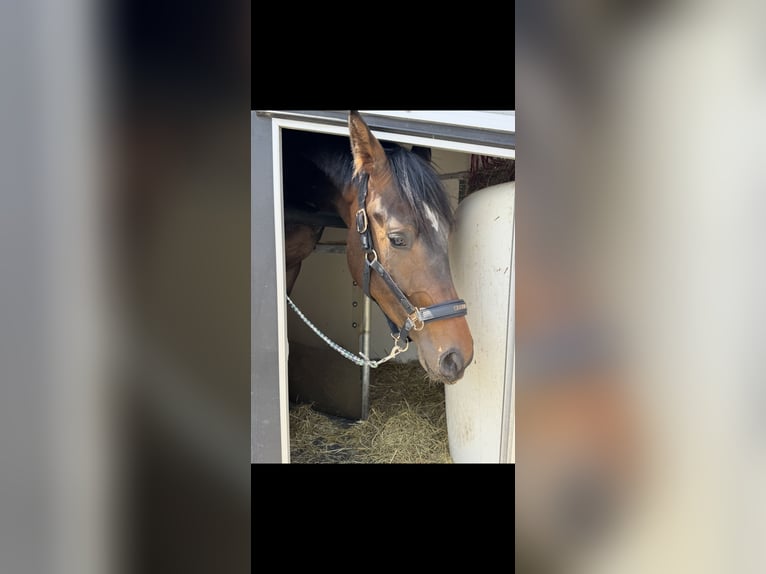 Koń westfalski Wałach 3 lat 168 cm Ciemnogniada in Dortmund Koń westfalski Wałach 3 lat 168 cm Ciemnogniada in Dortmund