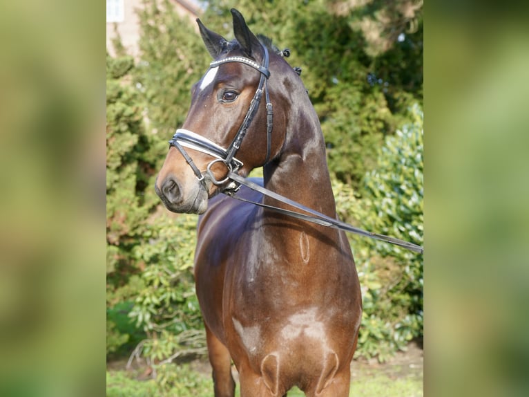 Koń westfalski Wałach 3 lat 168 cm Gniada in Paderborn