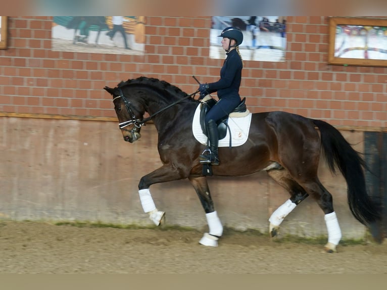 Koń westfalski Wałach 3 lat 168 cm Gniada in Paderborn