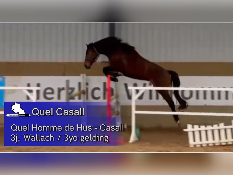 Koń westfalski Wałach 3 lat 170 cm Gniada in Gadow