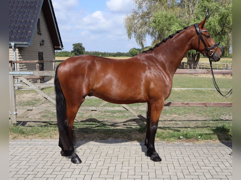 Koń westfalski Wałach 3 lat 170 cm Gniada in M&#xFC;nster