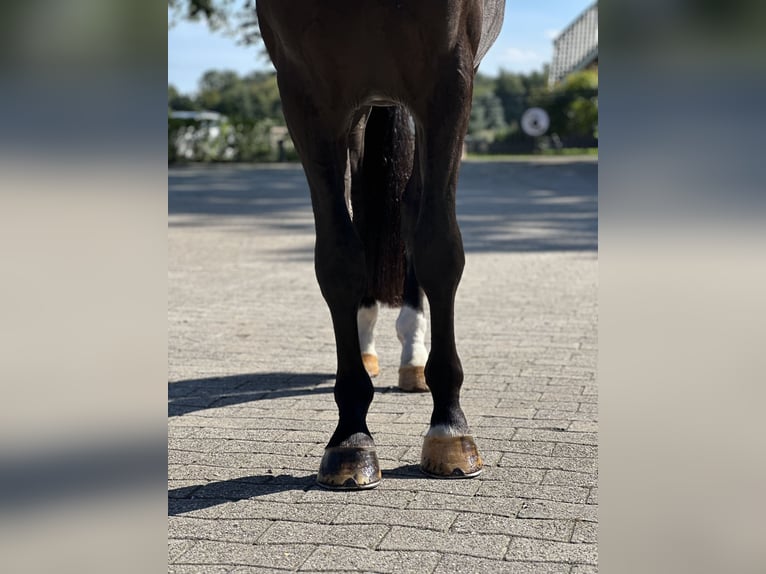 Koń westfalski Wałach 3 lat 170 cm Kara in Sch&#xFC;ttorf
