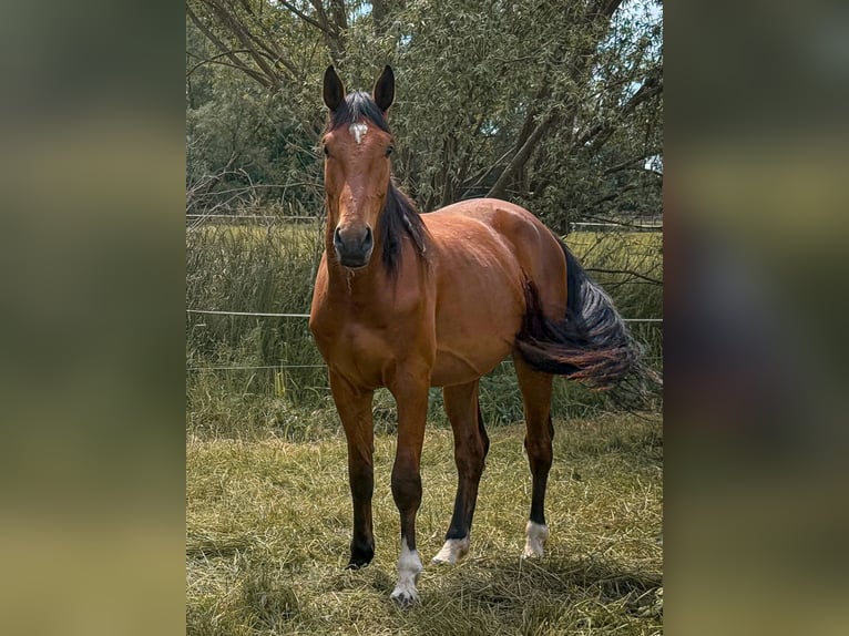 Koń westfalski Wałach 3 lat 172 cm Gniada in Rohrlack