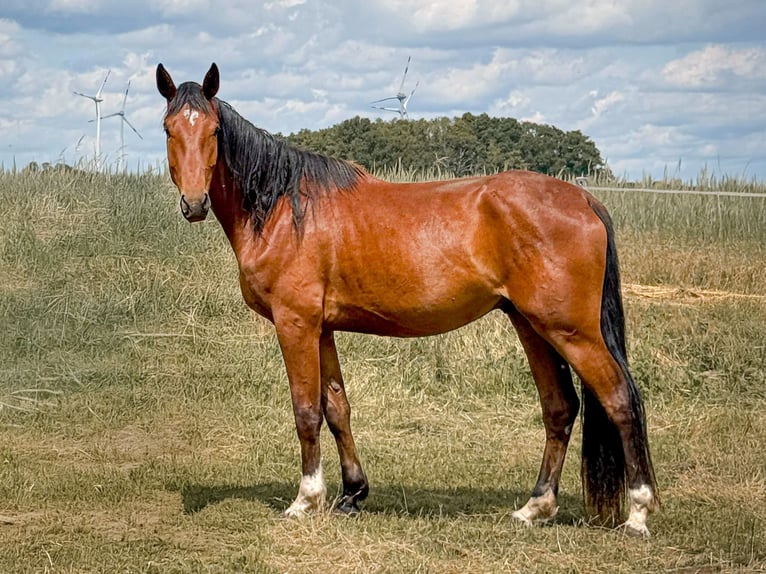 Koń westfalski Wałach 3 lat 172 cm Gniada in Rohrlack